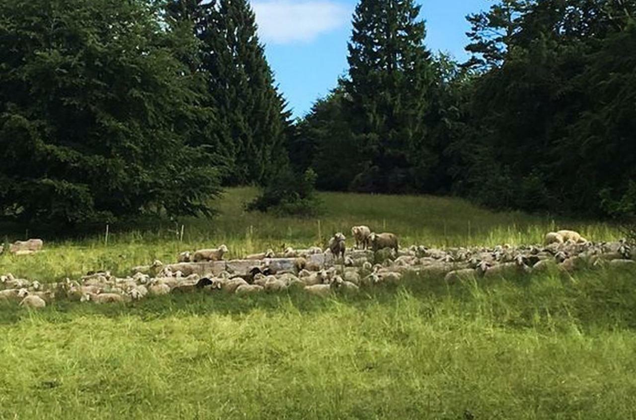 Auf Staufen Am Trauf Appartement Albstadt Buitenkant foto